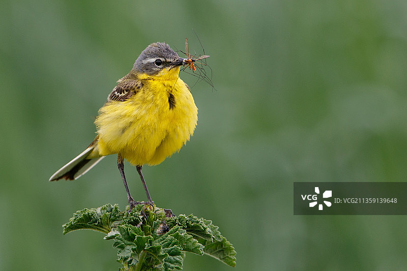 特写：鸣黄鹡鸰栖息于植物上图片素材