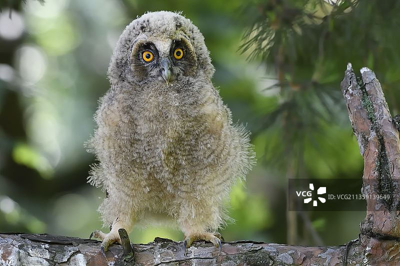斯洛伐克，栖息在树枝上的雕鸮特写图片素材