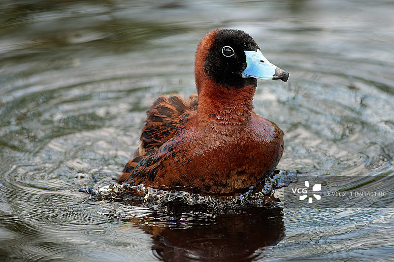 在湖中游泳的绿头鸭，阿拉戈斯，巴西图片素材