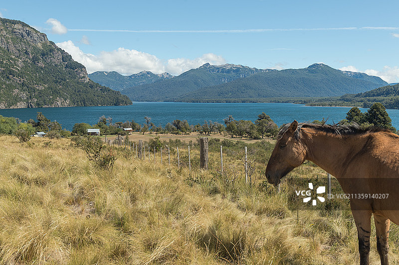 冰岛马站在阿根廷田野上，以天空为背景的侧视图图片素材