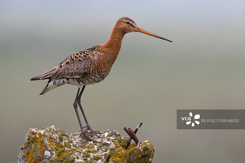 丘鹬栖息在岩石上的特写图片素材