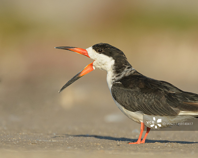 栖息在沙滩上的黑色剪嘴鸥特写，阿根廷图片素材