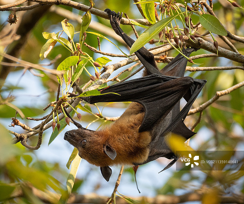 松鼠在树上的低角度视图，印度喀拉拉邦图片素材