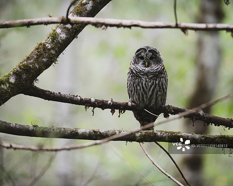 加拿大大灰猫头鹰栖息在树枝上的仰视角度图片素材