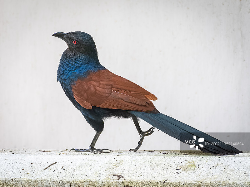 在墙上栖息的鸦鹃特写，喀拉拉邦，印度图片素材