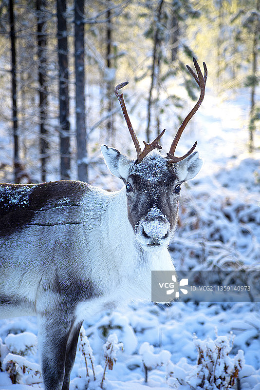 冬季芬兰拉普兰森林中的鹿肖像图片素材