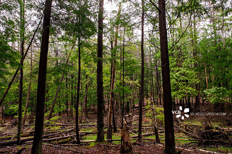 森林中的树木，大特拉弗斯县，美国图片素材