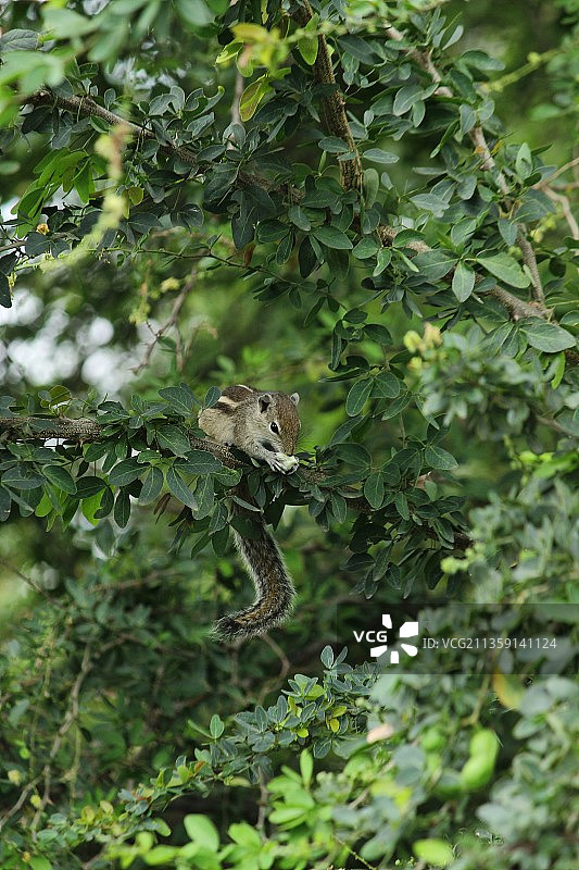 树上的蛇的特写图片素材