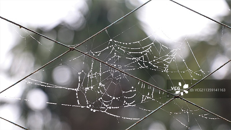 湿蜘蛛网特写图片素材