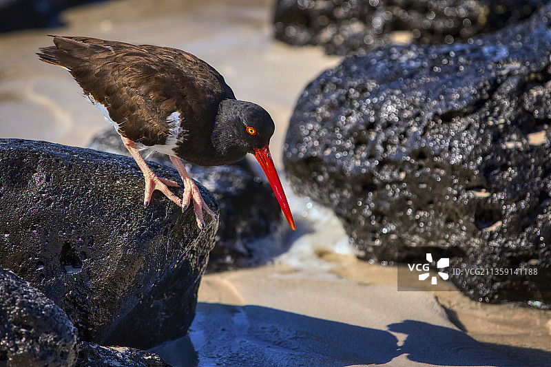 厄瓜多尔加拉帕戈斯海滩：蛎鹬栖息在岩石上的特写图片素材