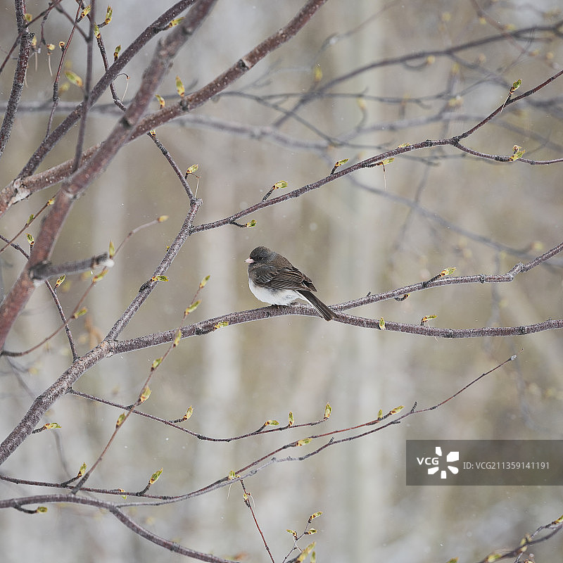 树上栖息的鸟的低角度视图，加拿大纽芬兰和拉布拉多图片素材