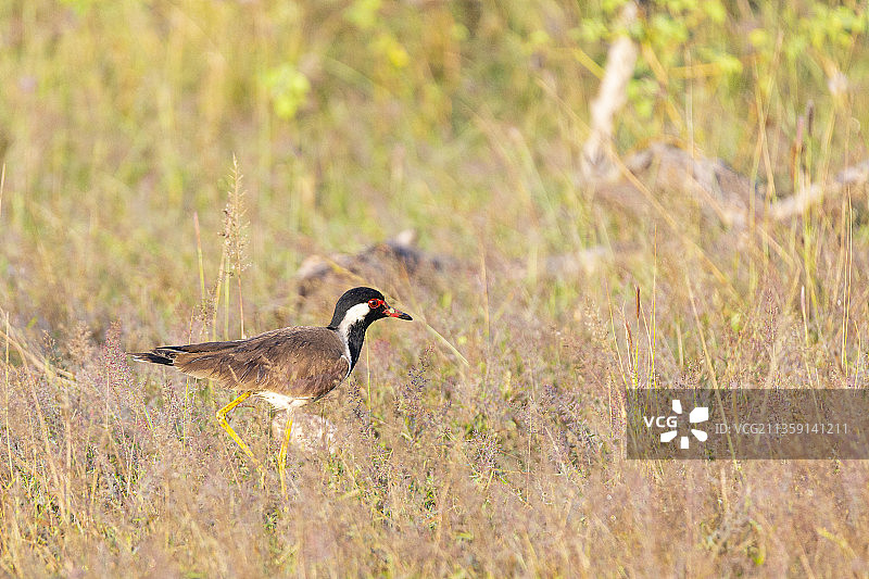 斯里兰卡亚拉国家公园栖息在草地上的千鸟特写图片素材