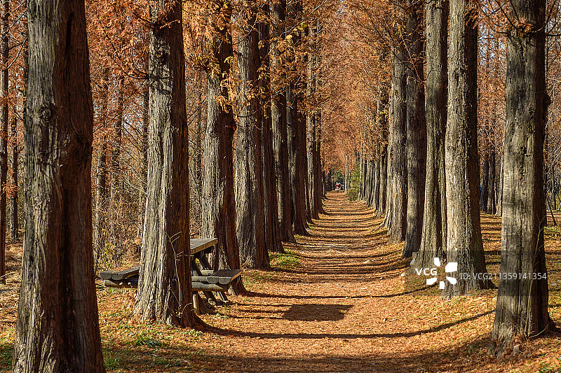 树木在森林图片素材