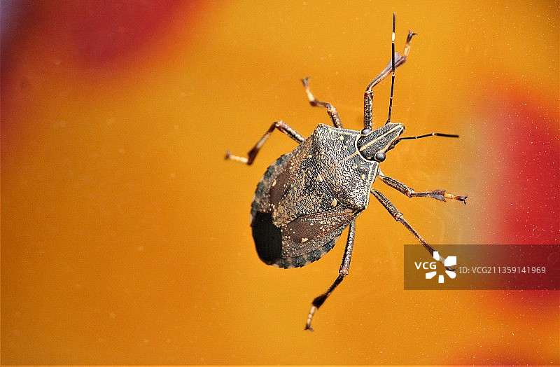 橘子上的蜘蛛特写图片素材