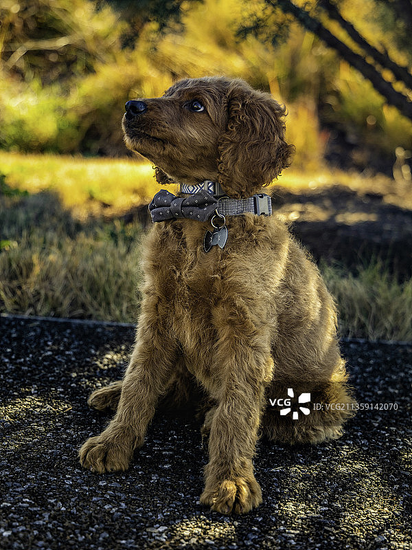 美国剪尾公园人行道贵宾犬特写图片素材