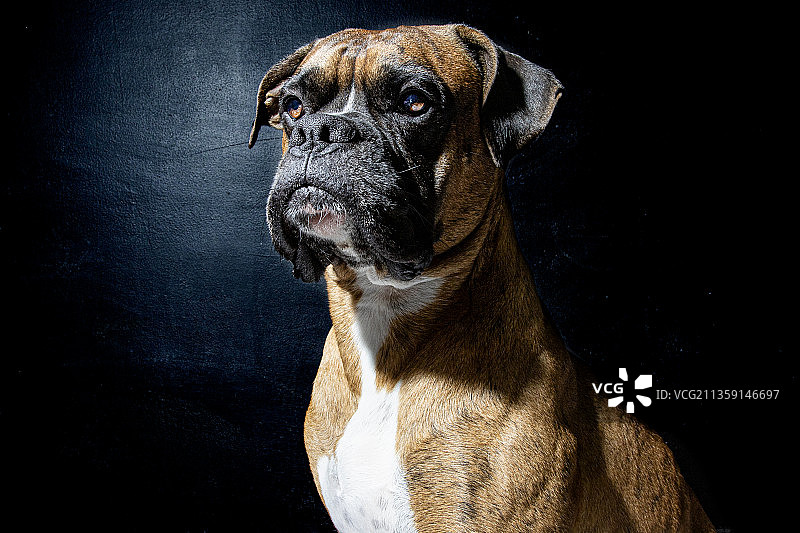 墨西哥普埃布拉，拳击手看向远方特写图片素材