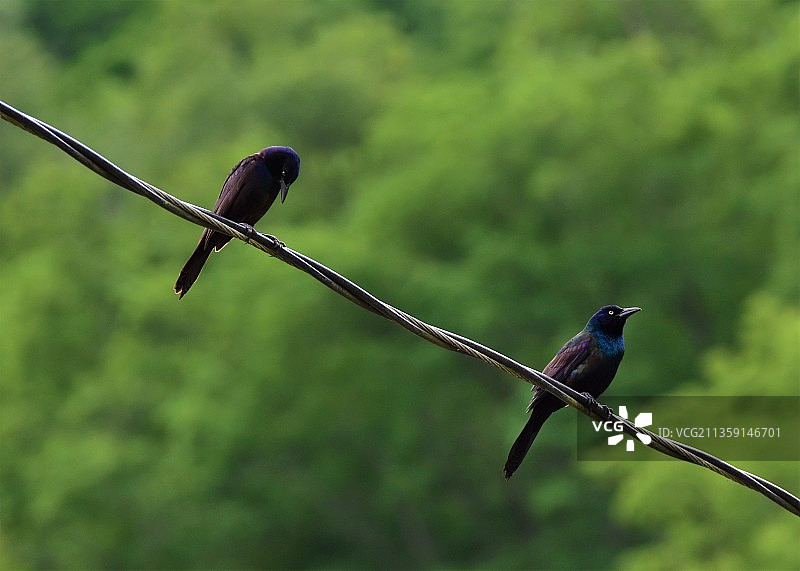 栖息在电缆上的鸟类特写，西弗吉尼亚州吉尔伯特，美国图片素材