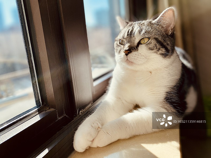 透过窗户向外看的猫咪特写图片素材