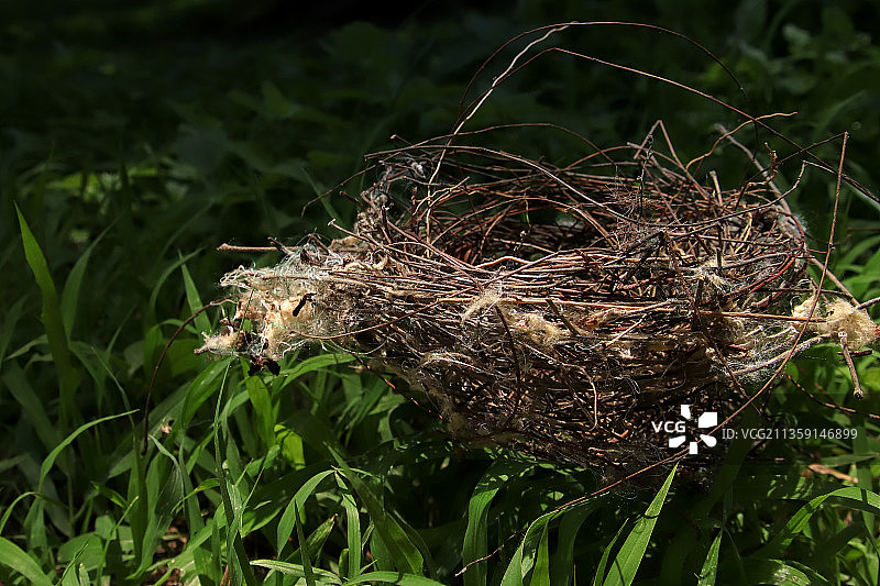 印度特伦甘纳邦钦纳甘普尔巢穴里的草特写图片素材