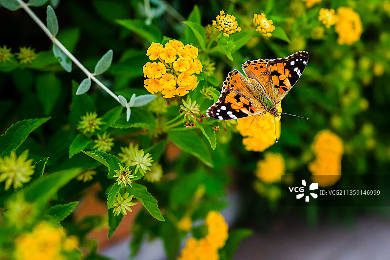 蝴蝶在黄色花朵上采蜜特写，意大利萨包迪亚图片素材
