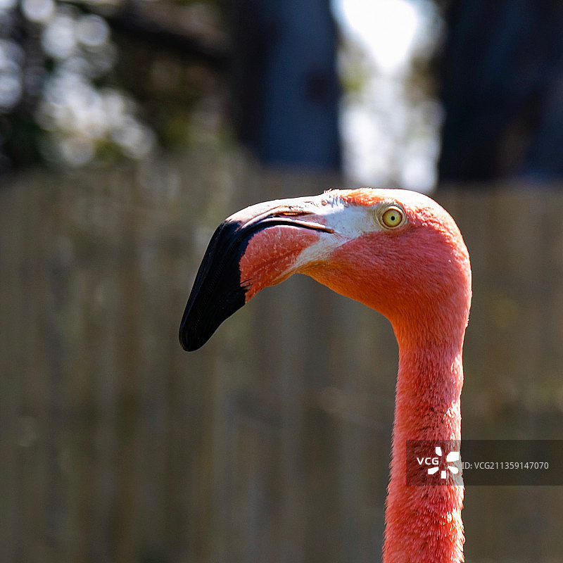美国火烈鸟特写图片素材