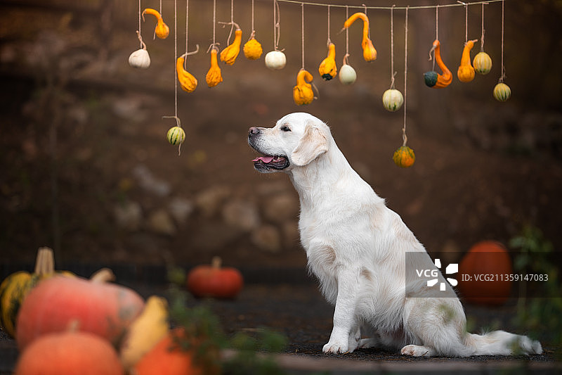 秋季南瓜场景中的金色寻回犬，波兰凯尔采图片素材