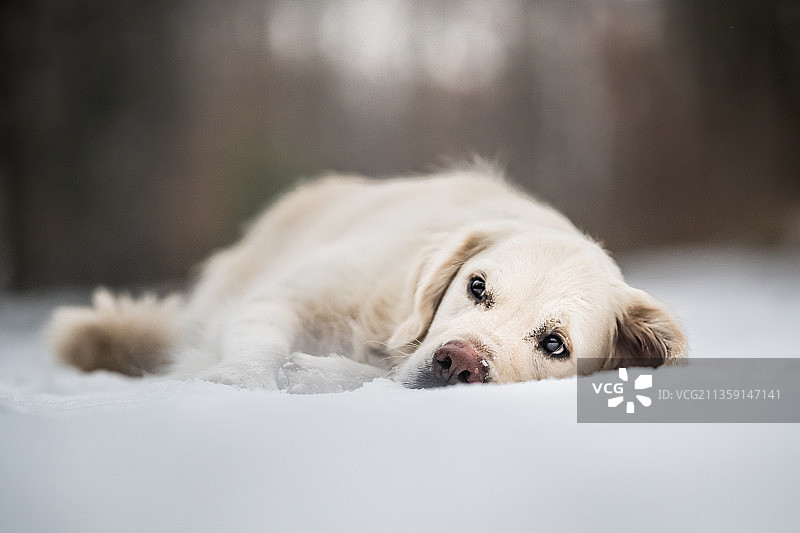 冬季风景中的金毛寻回犬，凯尔采，波兰图片素材