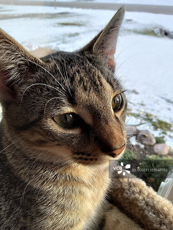 猫的特写图片素材