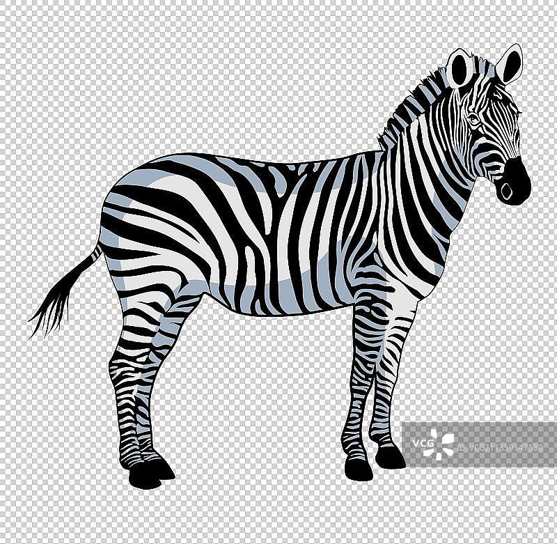 漫画风斑马动物元素图片素材