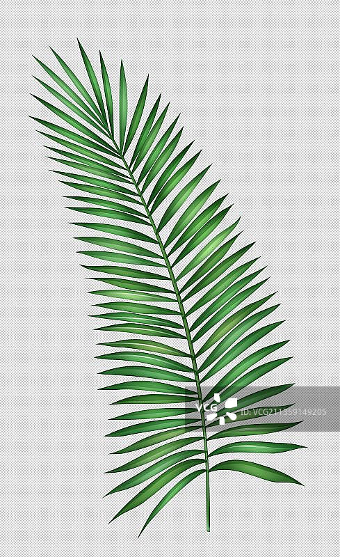植物苏铁元素图片素材