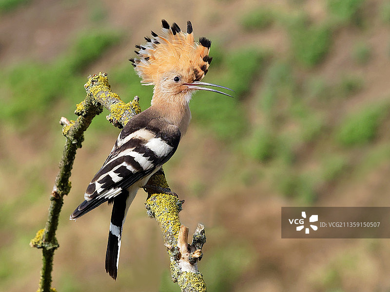 戴胜鸟栖息在树枝上的特写，乌克兰图片素材