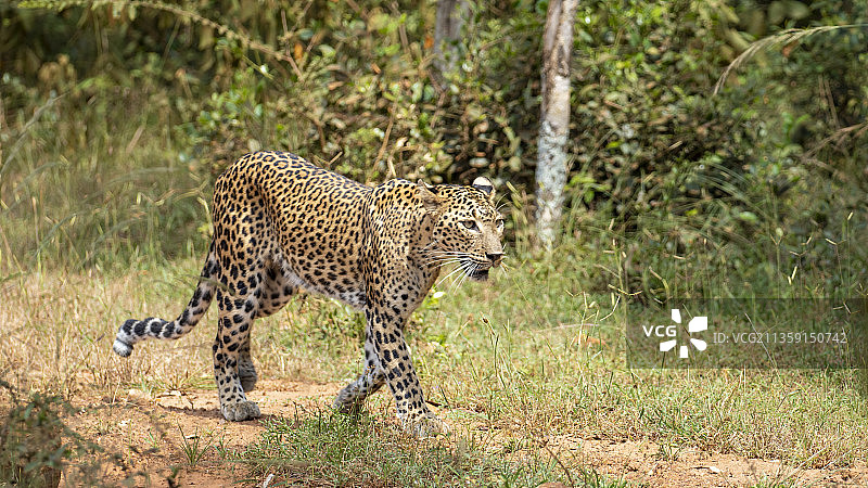 斯里兰卡威勒珀图国家公园的豹子在田野上行走图片素材