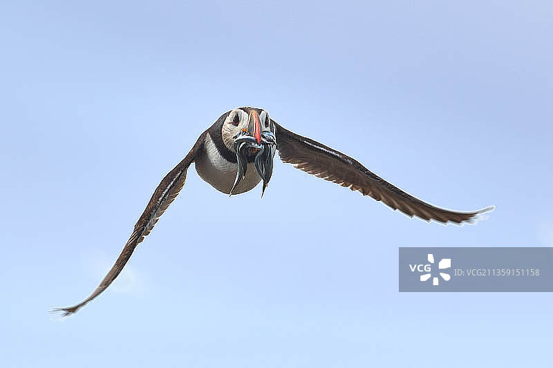 英国法恩群岛国家自然保护区飞翔的海鹦低角度视图图片素材