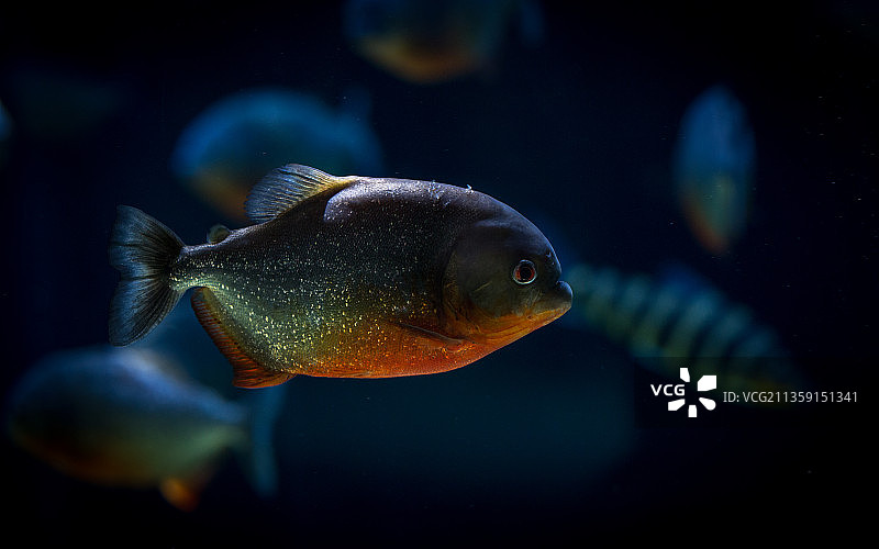 在水族箱中游泳的金鱼特写，丹麦图片素材