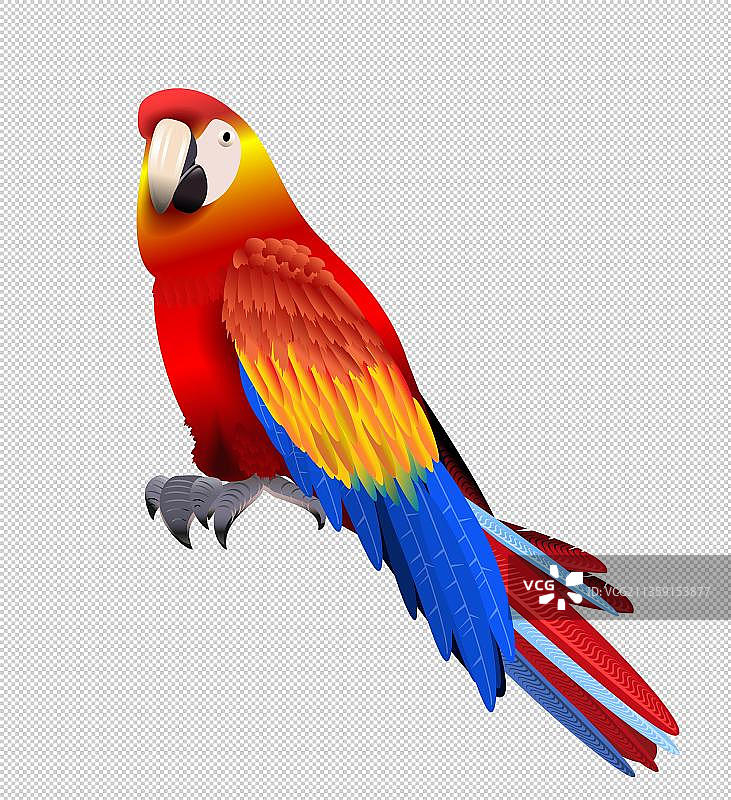彩色鹦鹉元素图片素材