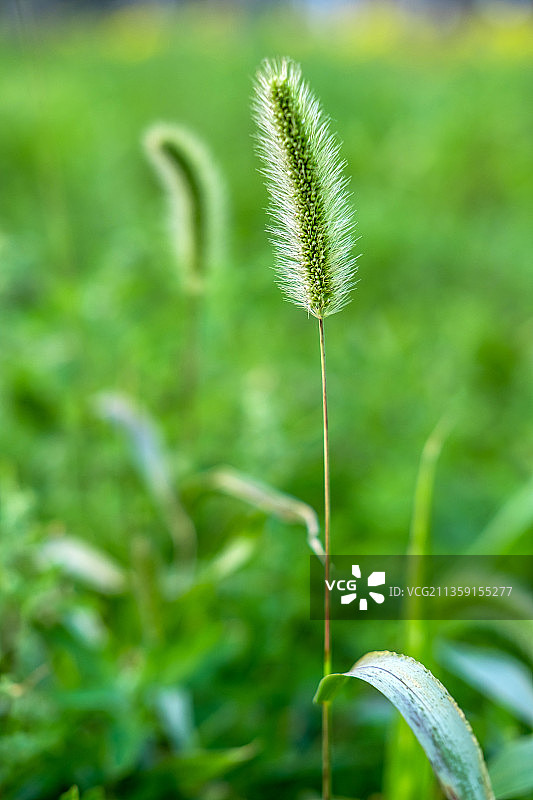 狗尾草特写图片素材