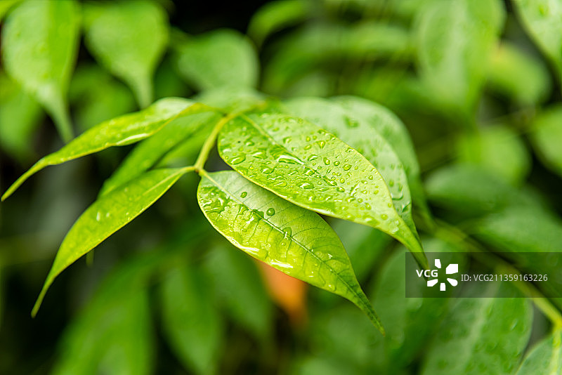 下雨后清新感觉的翠绿的树叶图片素材