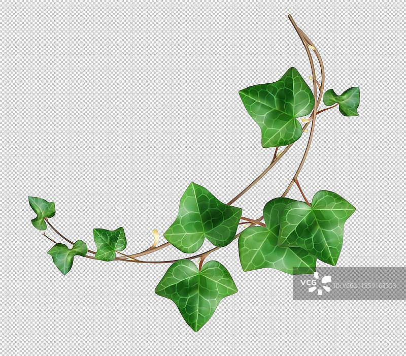 植物树叶元素图片素材