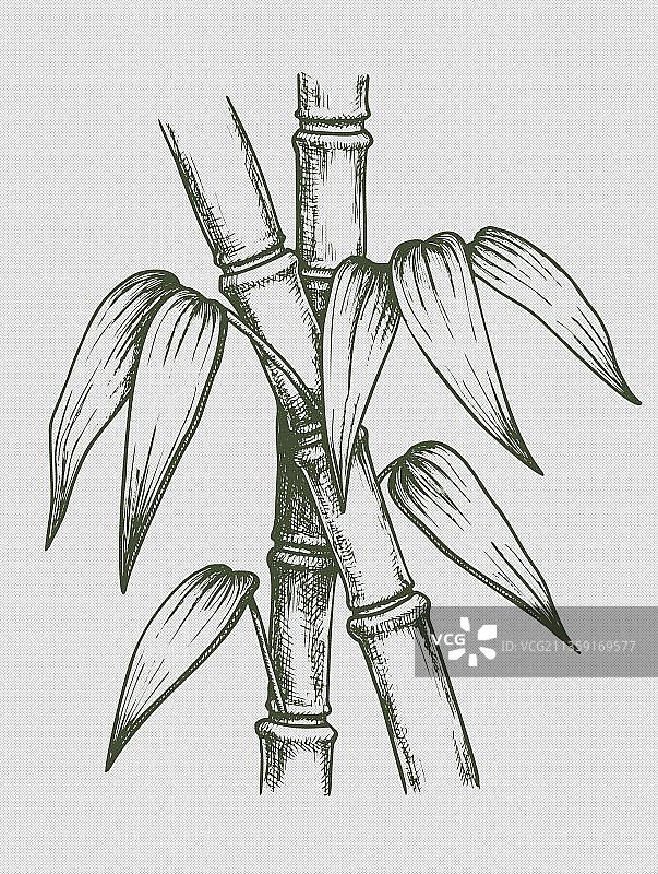 简笔画竹竿跟竹叶图片素材