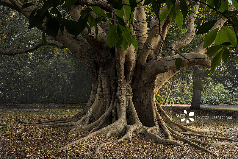 Sydney Botanic Garden 悉尼植物园古树图片素材