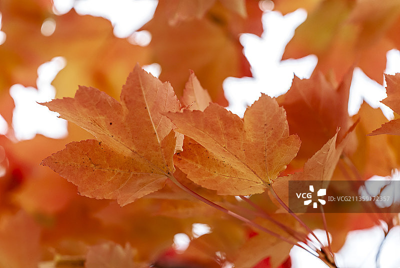 美国俄勒冈科 Cottage Grove，树上的枫叶特写图片素材