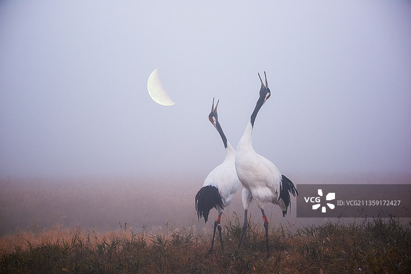黎明的丹顶鹤在唱歌图片素材