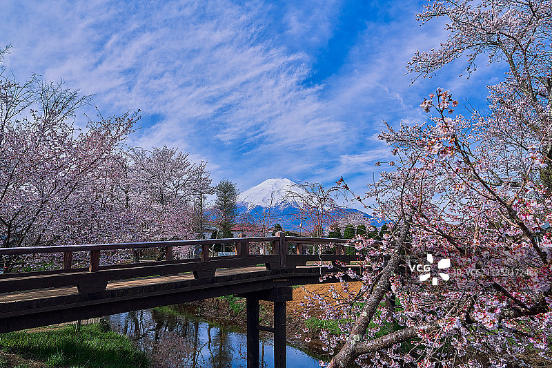 仰视视角：以天空为背景的樱花图片素材