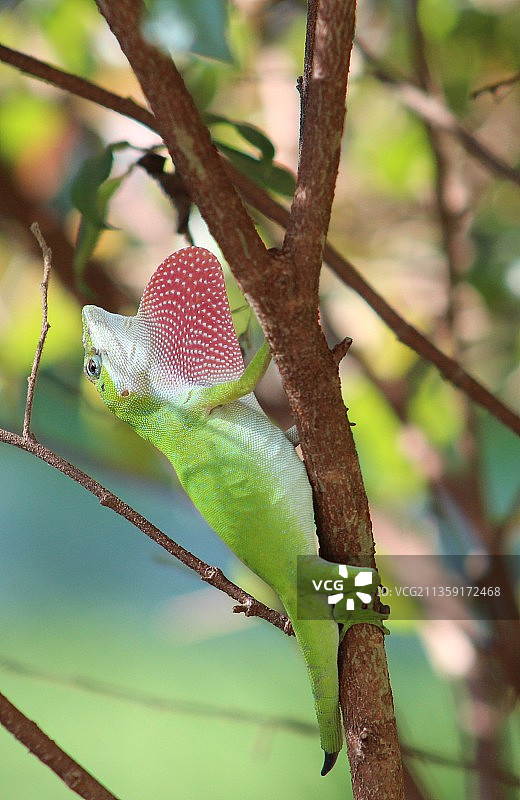 树枝上的树蜥特写图片素材