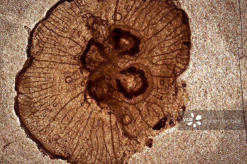 树桩特写图片素材