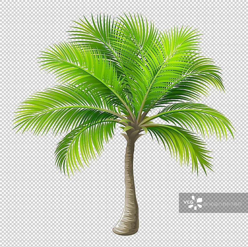 一颗椰子树元素图片素材