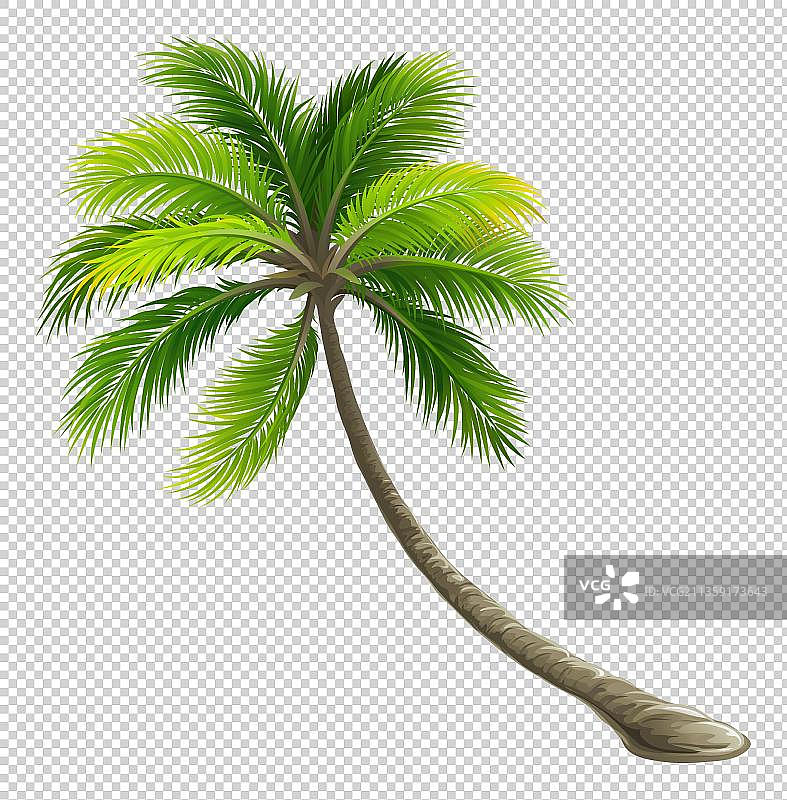 椰子树png元素图片素材