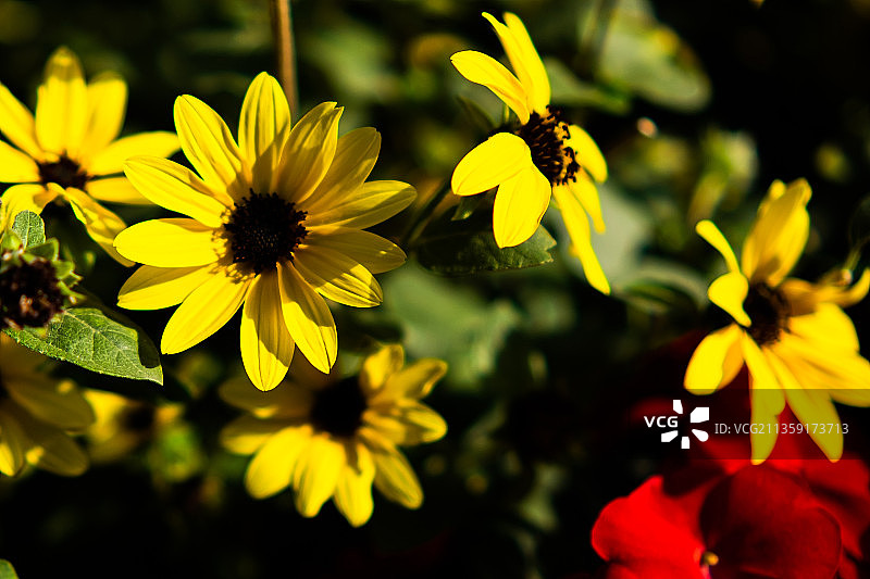 串叶松香草图片素材