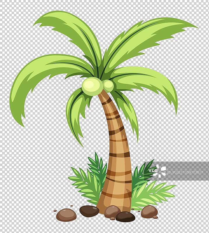 椰子树跟椰果元素图片素材