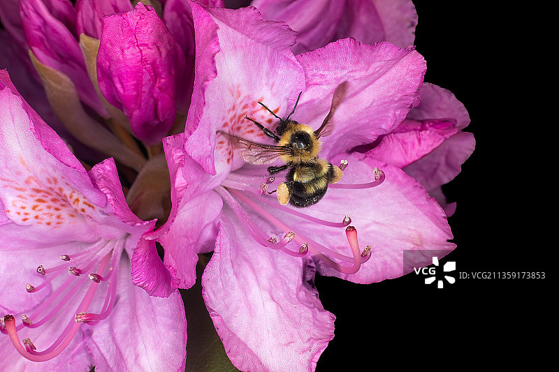 蜜蜂在粉色花朵上采蜜特写，美国弗吉尼亚州大瀑布图片素材